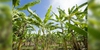 Complete Guide to Growing & Caring for Banana Trees